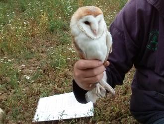 Tagging one of our owl box residents