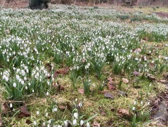 A glorious carpet of snowdrops at the BOOP site.