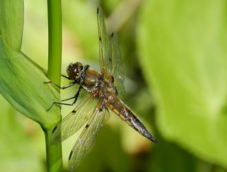BOOP 2019: a four-spotted Chaser Libellula quadrimaculata 