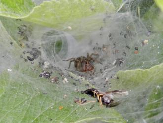 BOOP 2019: labyrinth spider Agelena labyrinthica by the entrance to its nest.