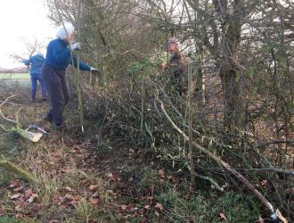February 2019: laying a dead hedge to create nesting habitat and perhaps, just maybe, keep the deer out...