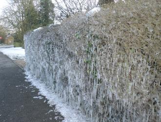 Icicles Thurston Rd 11 Feb 21